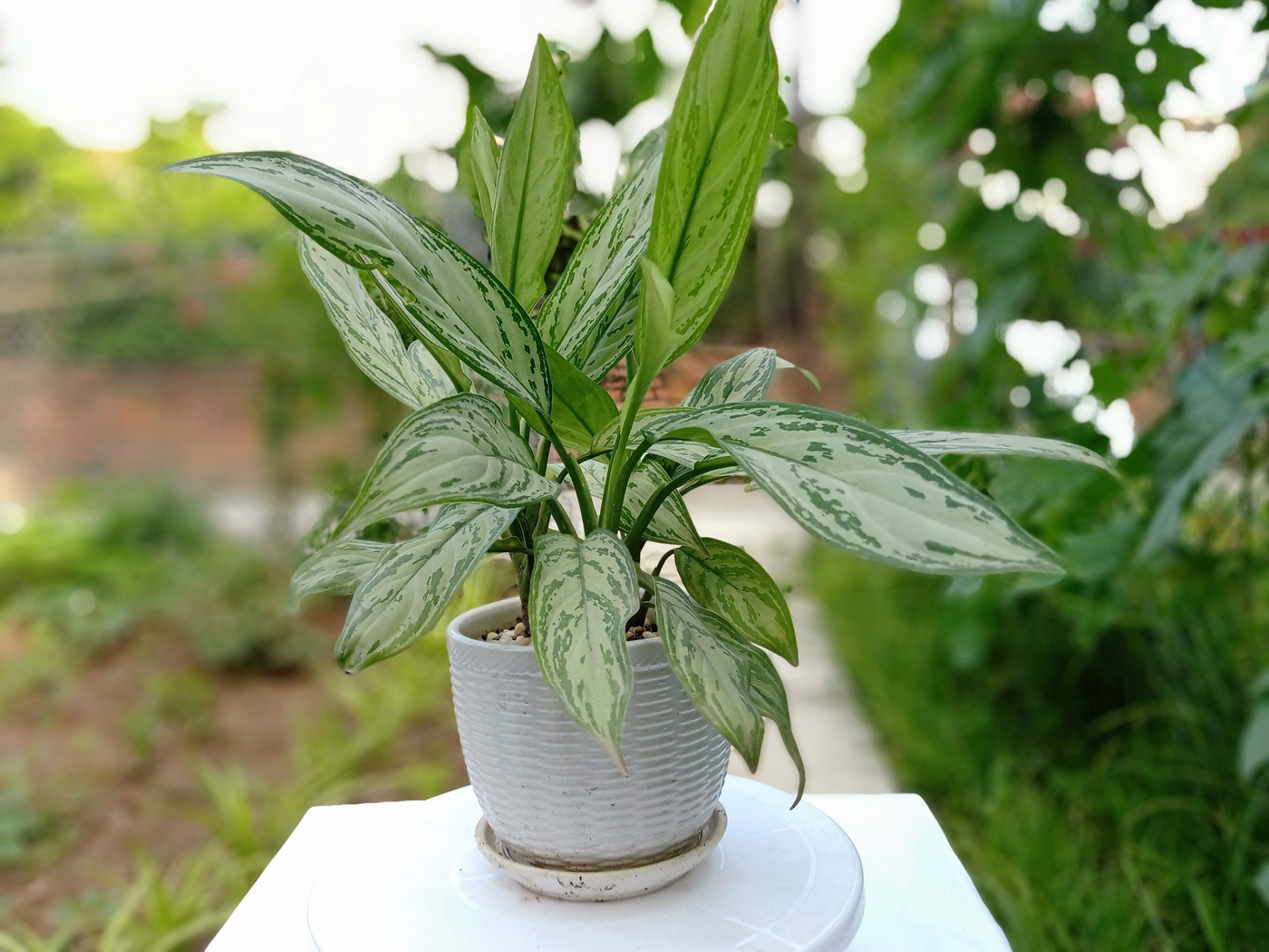 menh-moc-hop-cay-gi (3).jpg